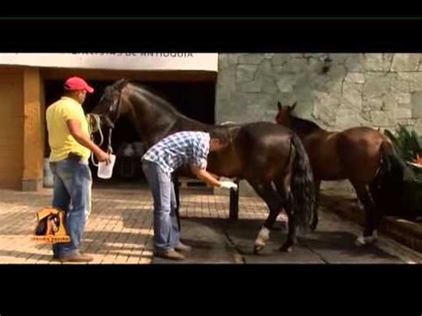 se deja follar|La polla del caballo llena mi coño .